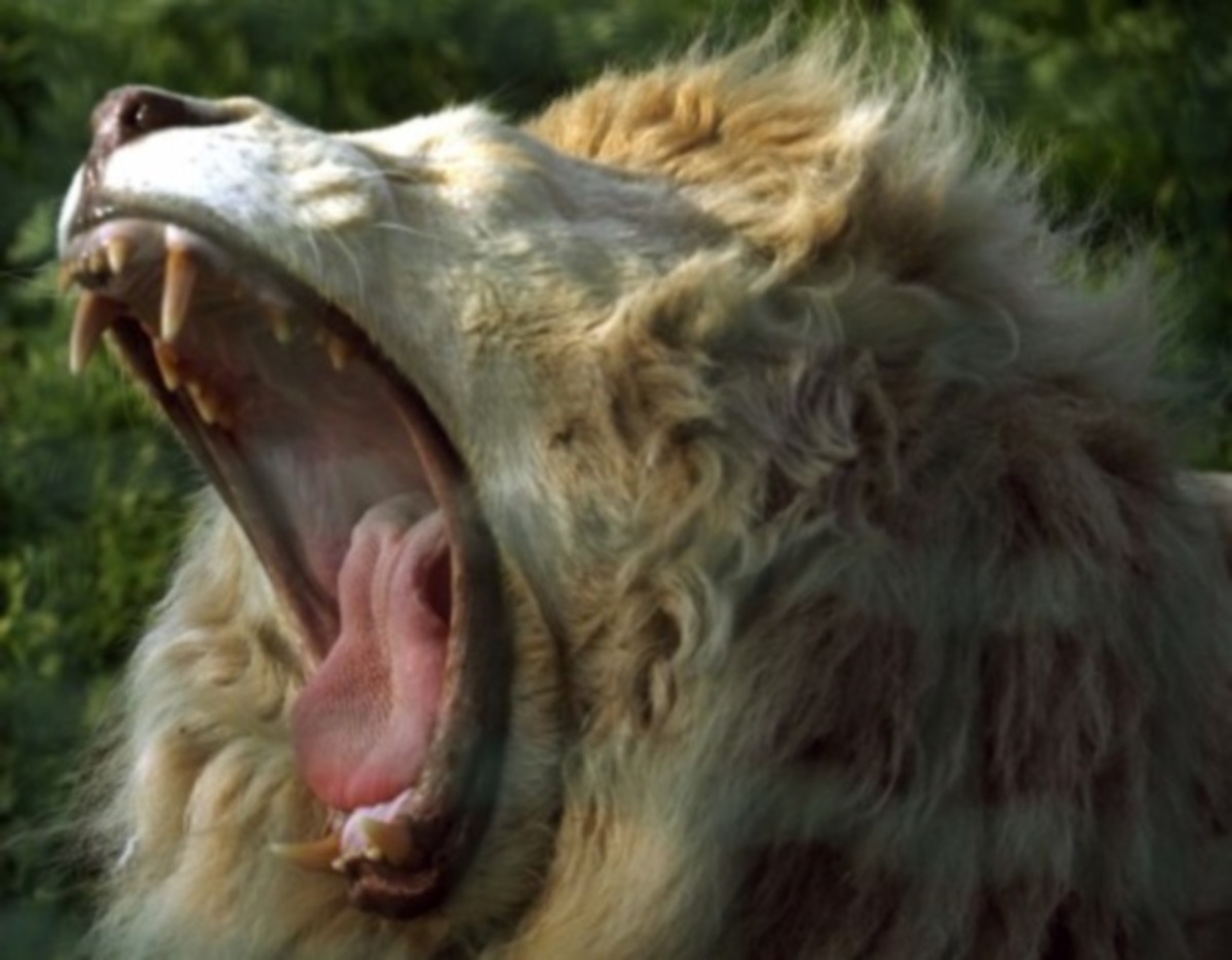 Νεκρή 22χρονη τουρίστρια! Την κατασπάραξε λιοντάρι