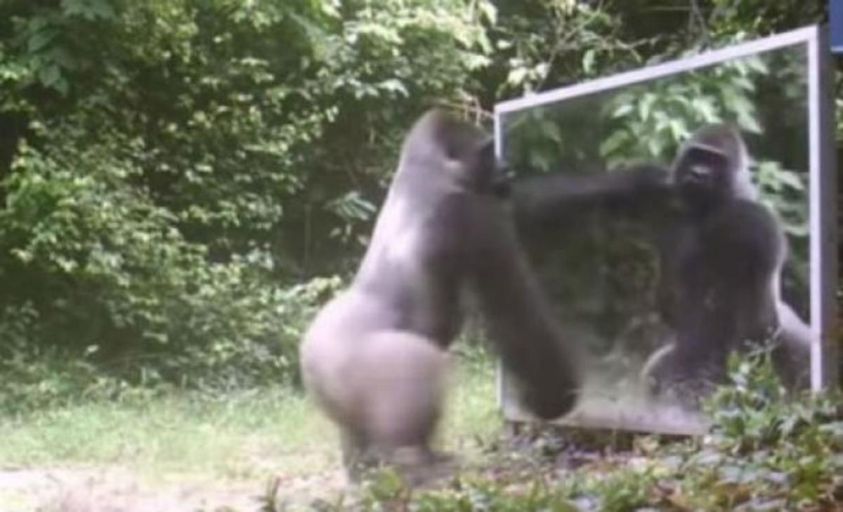 Πως αντιδρούν τα ζώα όταν βλέπουν τον εαυτό τους σε καθρέφτη;