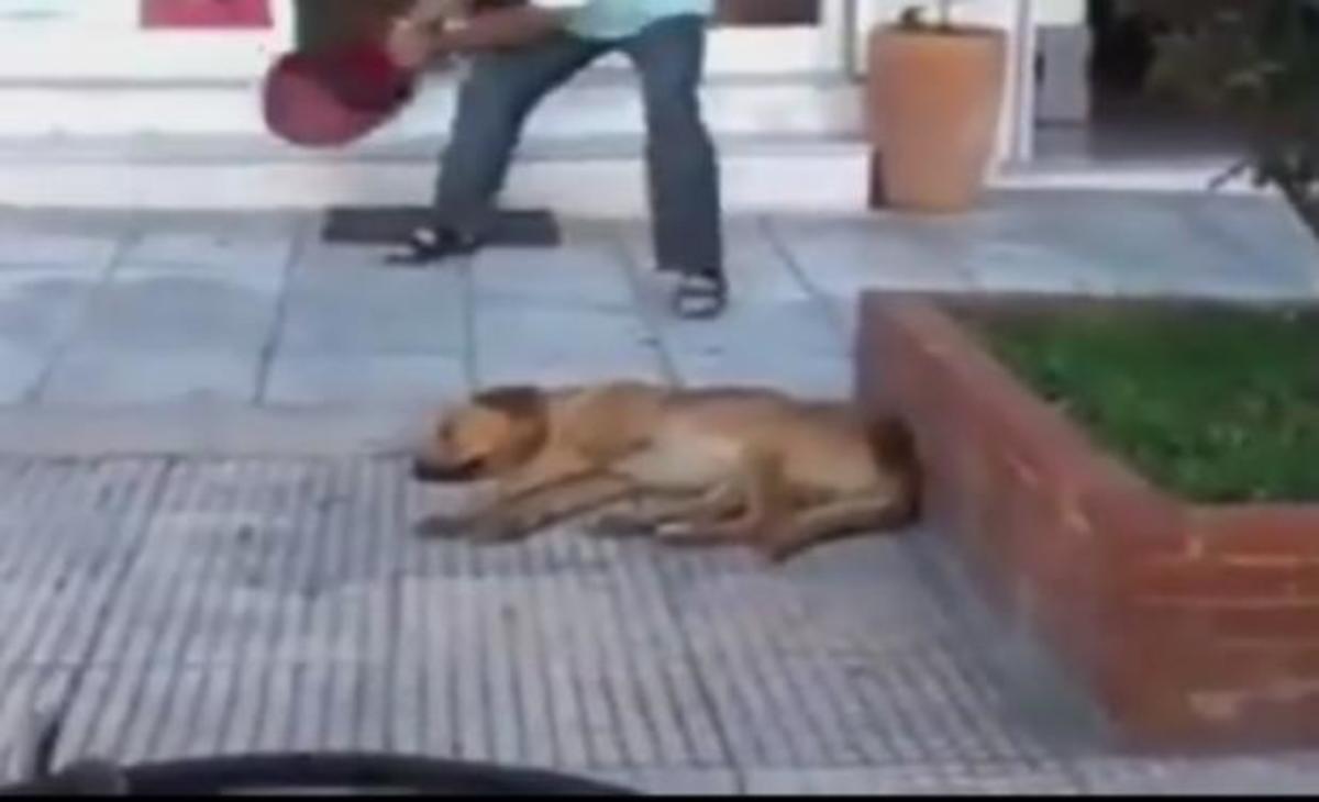 Παρέμβαση εισαγγελέα για τον φαρμακοποιό που κατάβρεξε σκύλο με κουβά