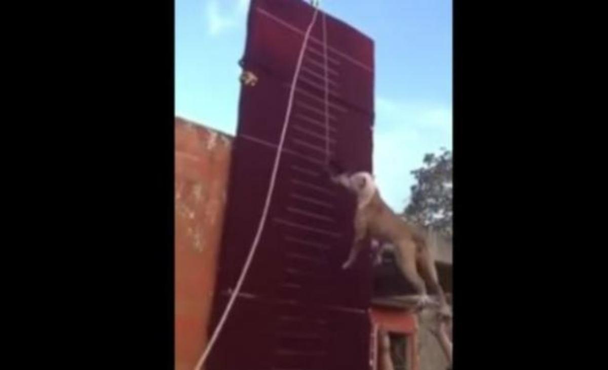 Το πίτμπουλ που… πετάει!