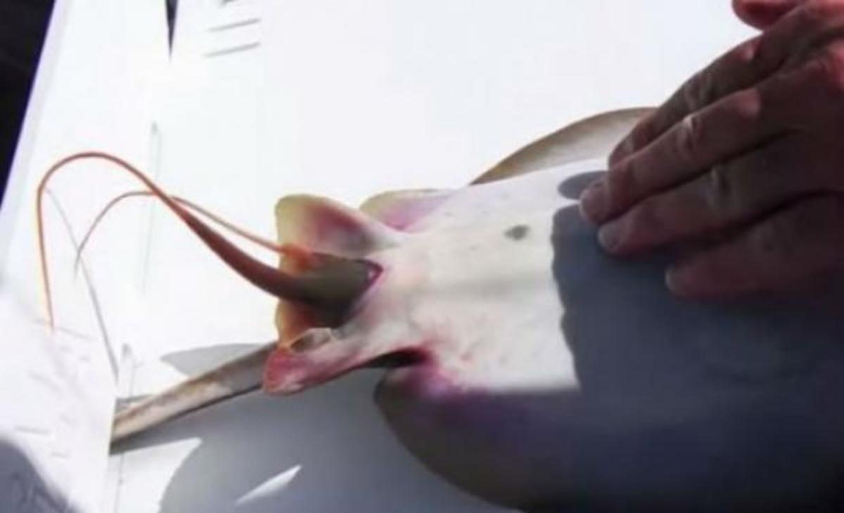 Ψαράς σε ρόλο… μαιευτήρα βοηθά ένα σαλάχι να γεννήσει!