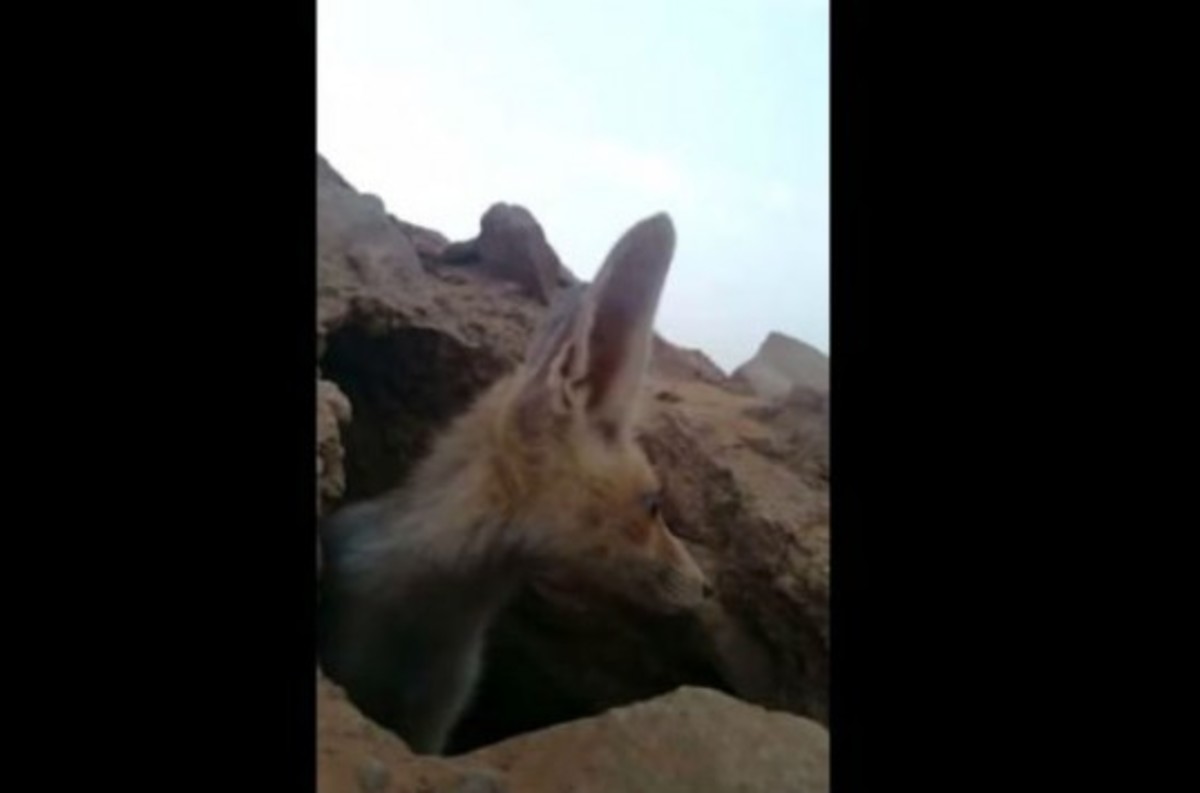 Η αλεπού του έκλεψε το κινητό!