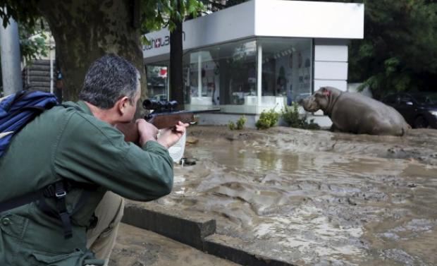 Τίγρεις, αρκούδες και ιπποπόταμοι στους δρόμους της Τυφλίδας!