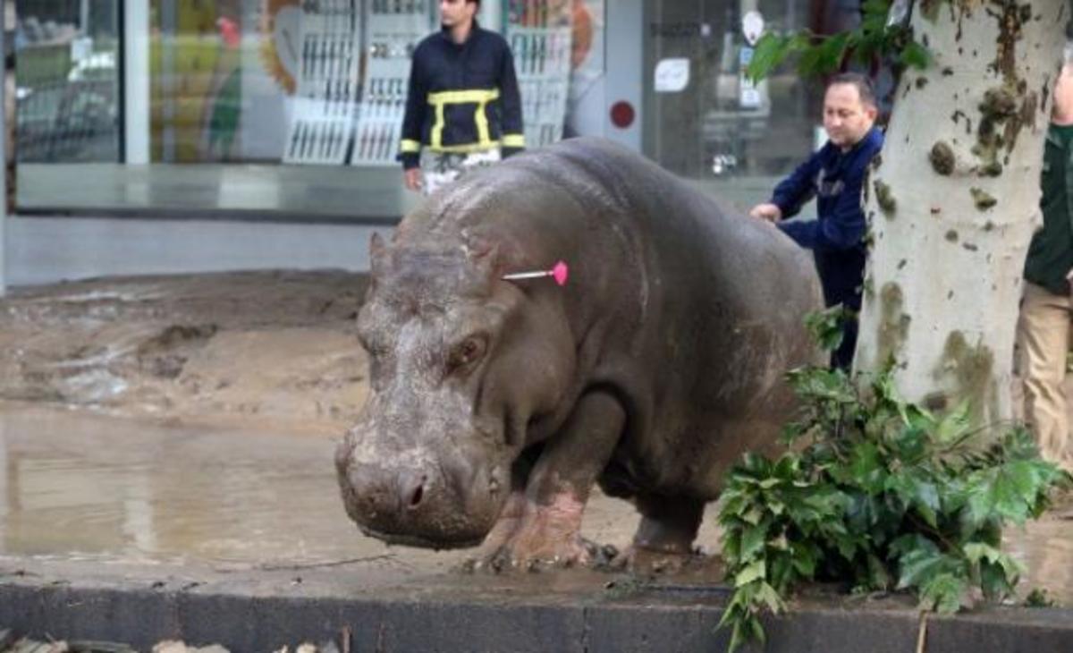 Άγρια ζώα ξεχύθηκαν ξανά στους δρόμους της Τυφλίδας
