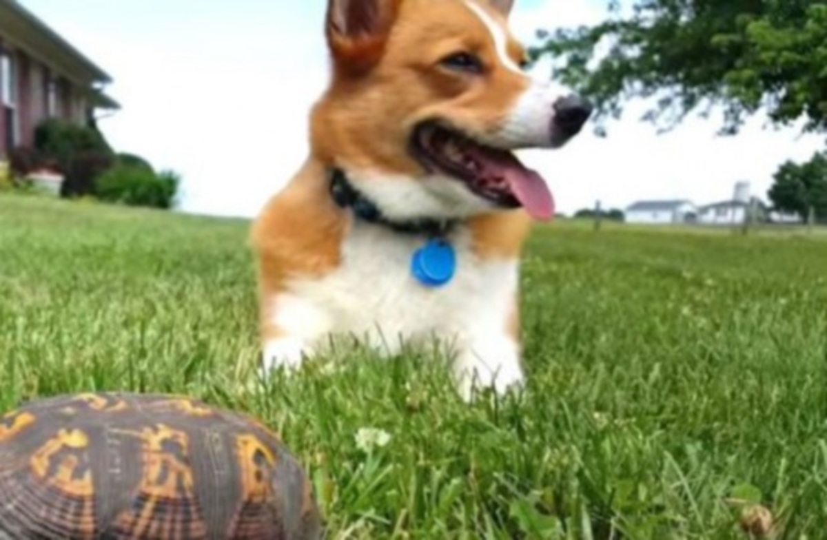 Η χελώνα τρομοκράτησε τον σκύλο!