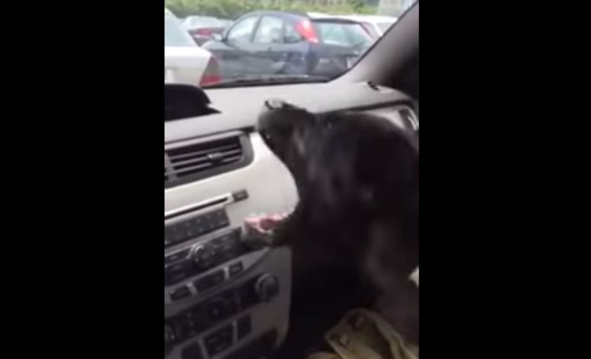 Το κουτάβι που ξετρελάθηκε με το air condition!