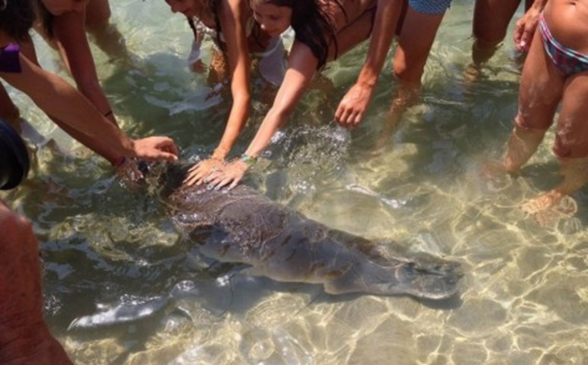 Έκκληση για την μικρή αρσενική φώκια!