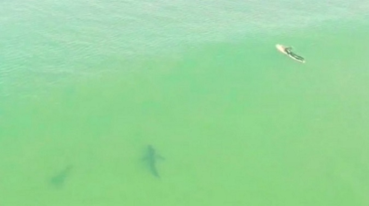 Έκαναν σερφ δίπλα σε λευκό καρχαρία και δεν είχαν καταλάβει τίποτα!