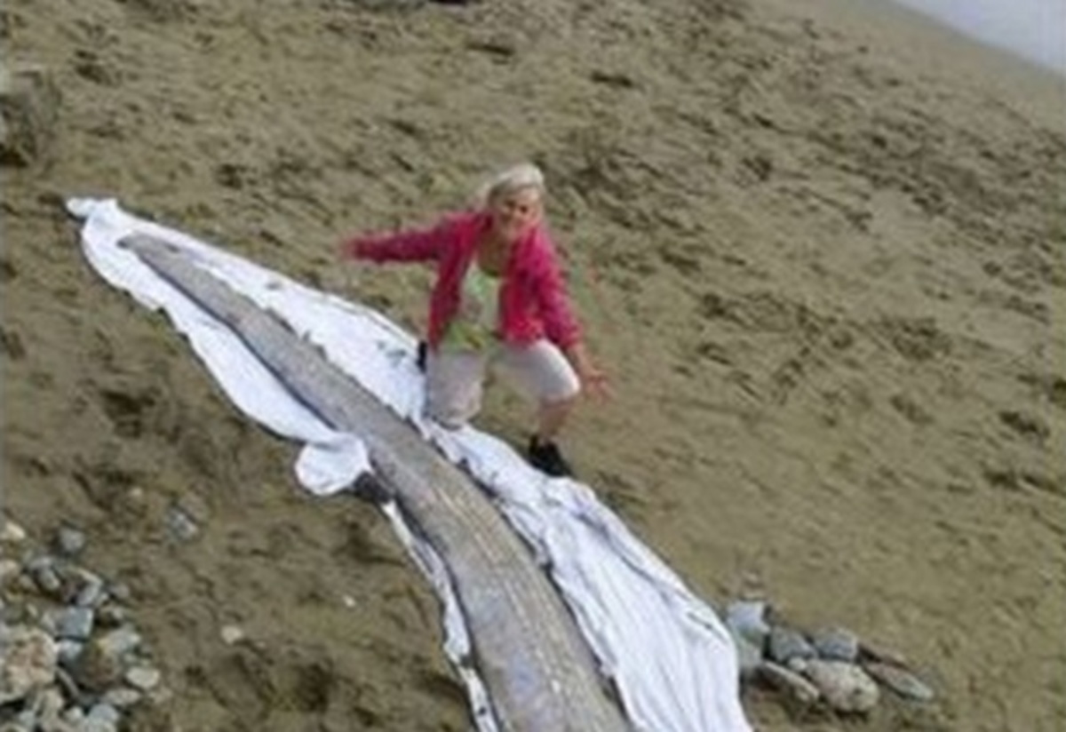 Θαλάσσιο τέρας μήκους 4 μέτρων κολυμπούσε μαζί τους…