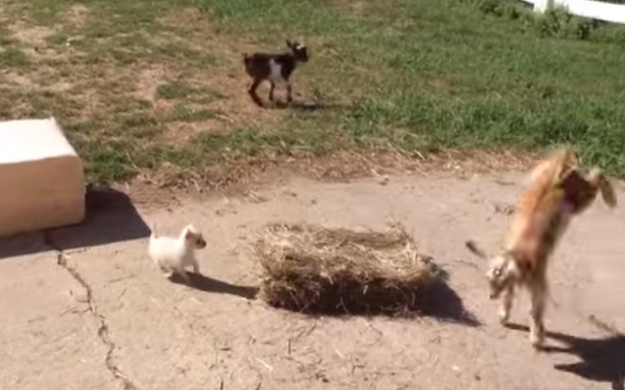 Ένα τσιουάουα και δυο κατσικάκια κάνουν την καλύτερη παρέα!