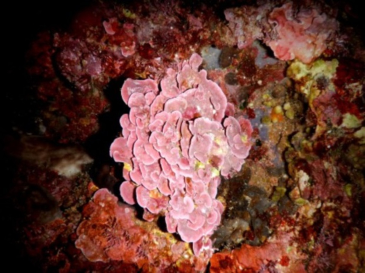 Ο βυθός της Μήλου έκρυβε …εκπλήξεις