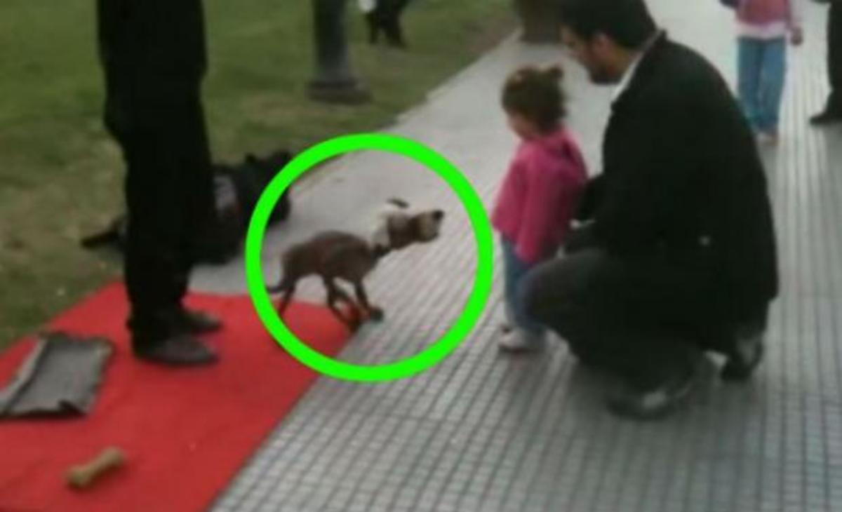 Αυτό το κοριτσάκι ήθελε να παίξει με τον σκύλο – Κοιτάξτε όμως πιο κοντά γιατί δεν πρόκειται για κατοικίδιο!