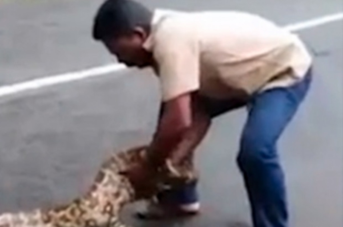 Απίστευτο βίντεο! Δείτε πώς προσπαθεί να σώσει 2 κατσίκες από ένα πύθωνα!