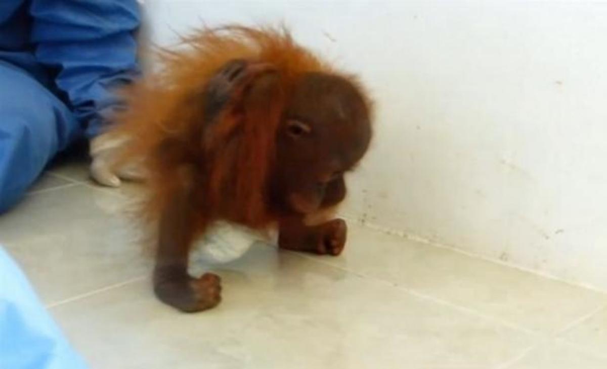 Ραγίζει καρδιές το ορφανό μωρό ουρακοτάγκος (ΒΙΝΤΕΟ)