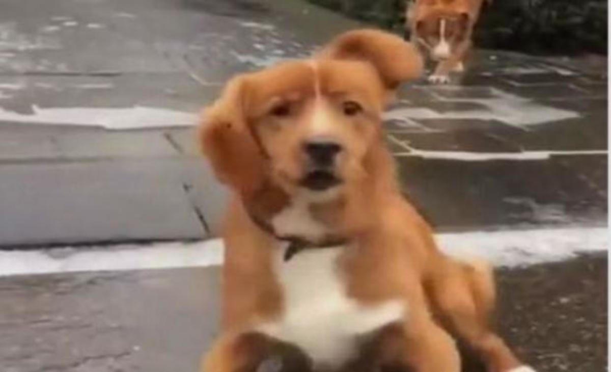 Ξεκαρδιστικό: Η αντίδραση του σκύλου όταν γλιστράει πάνω σε ολισθηρό δρόμο!