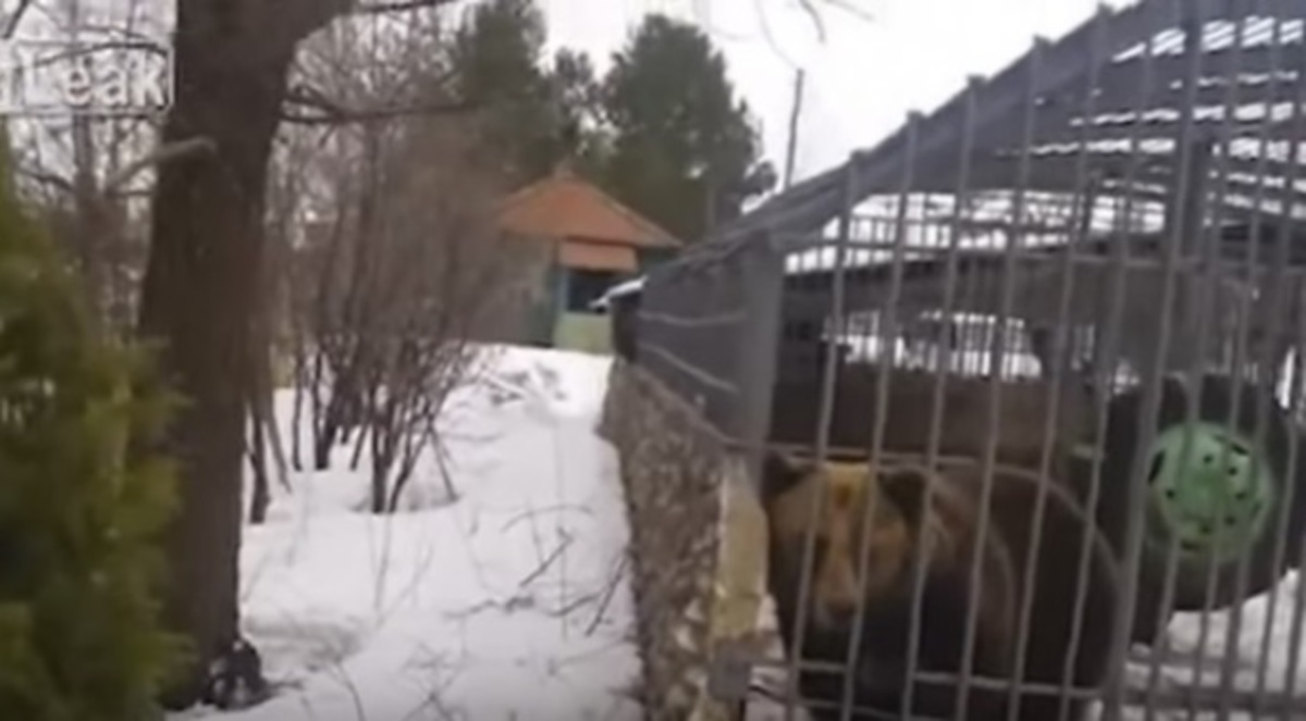 Αρκούδα αρπάζει το χέρι άνδρα που επιχείρησε να τη… χαϊδέψει! – Βίντεο