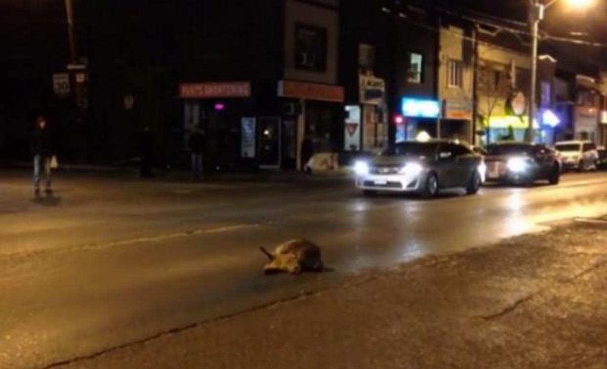 Ραγίζει καρδιές! Ρακούν προσπαθεί να ξυπνήσει τον νεκρό φίλο του (ΒΙΝΤΕΟ)