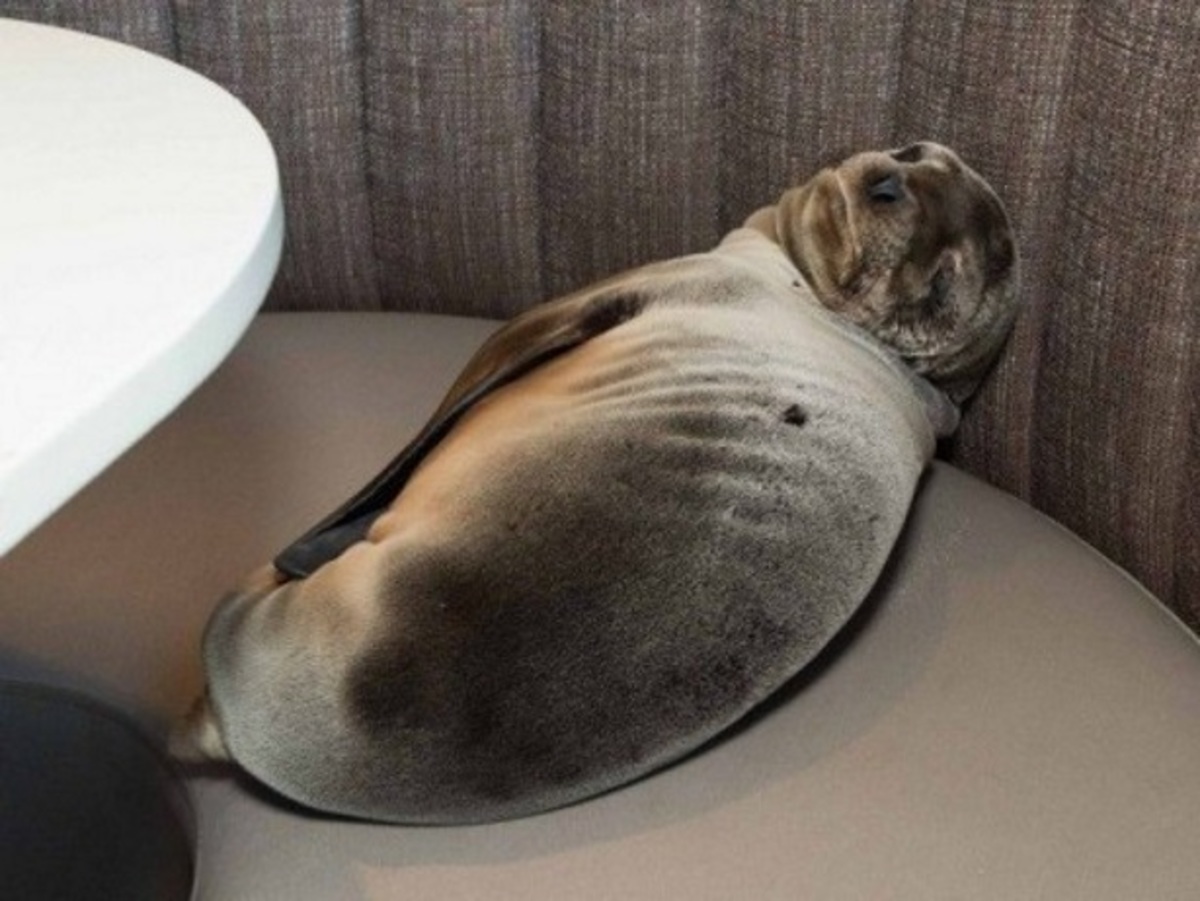 Θαλάσσιο λιονταράκι που πεινούσε τρύπωσε σε εστιατόριο!