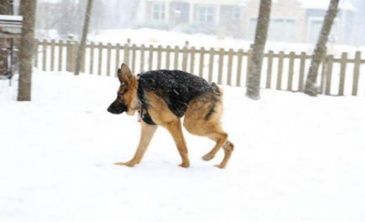 Αυτός είναι ο Κουασιμόδος – Ο γλυκός σκύλος με την καμπούρα που έχει τρελάνει το διαδίκτυο!