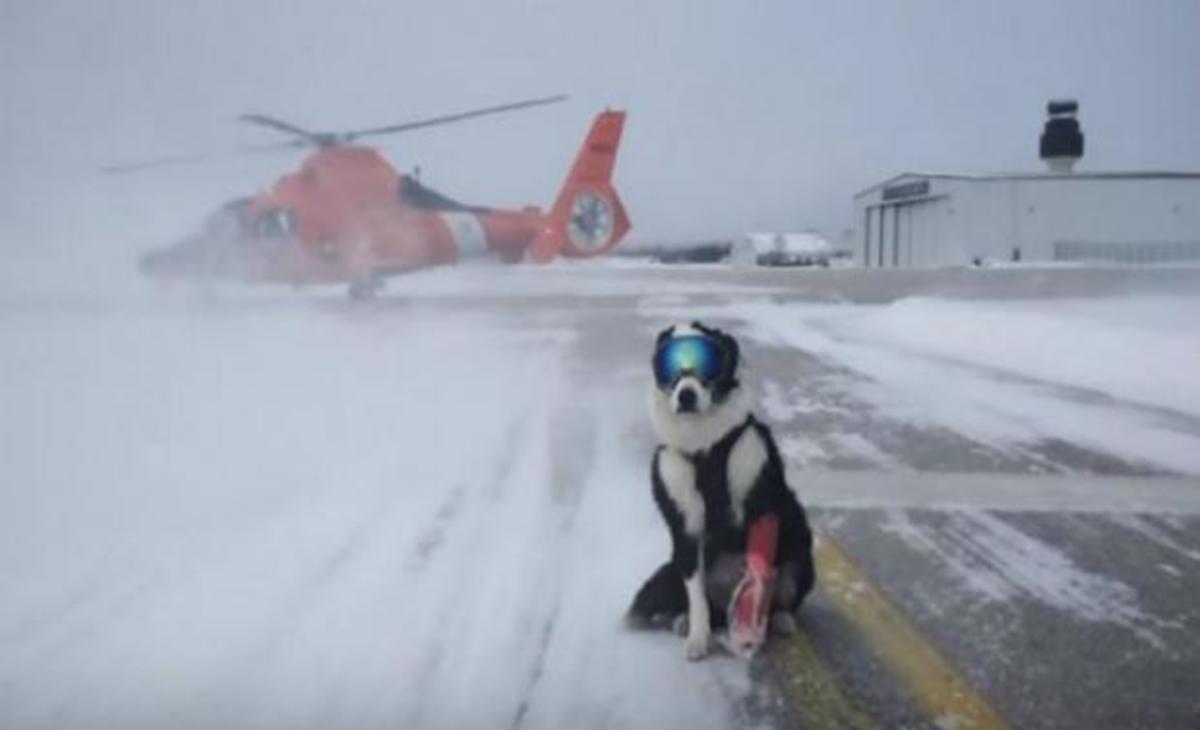 Ο πιο cool σκύλος που έχετε δει ποτέ – Δείτε που εργάζεται και γιατί φοράει μάσκα του σκι!