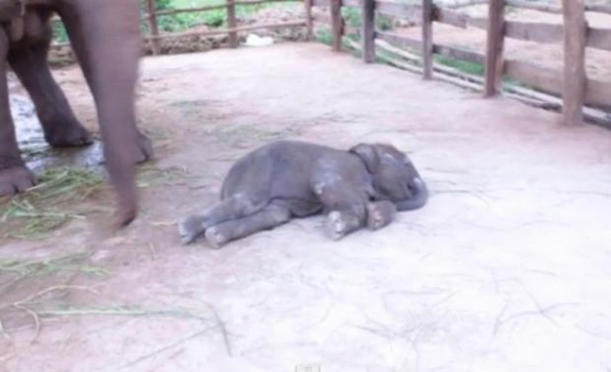 Αξιολάτρευτο ελεφαντάκι προσπαθεί να κάνει τα πρώτα του βήματα (ΒΙΝΤΕΟ)