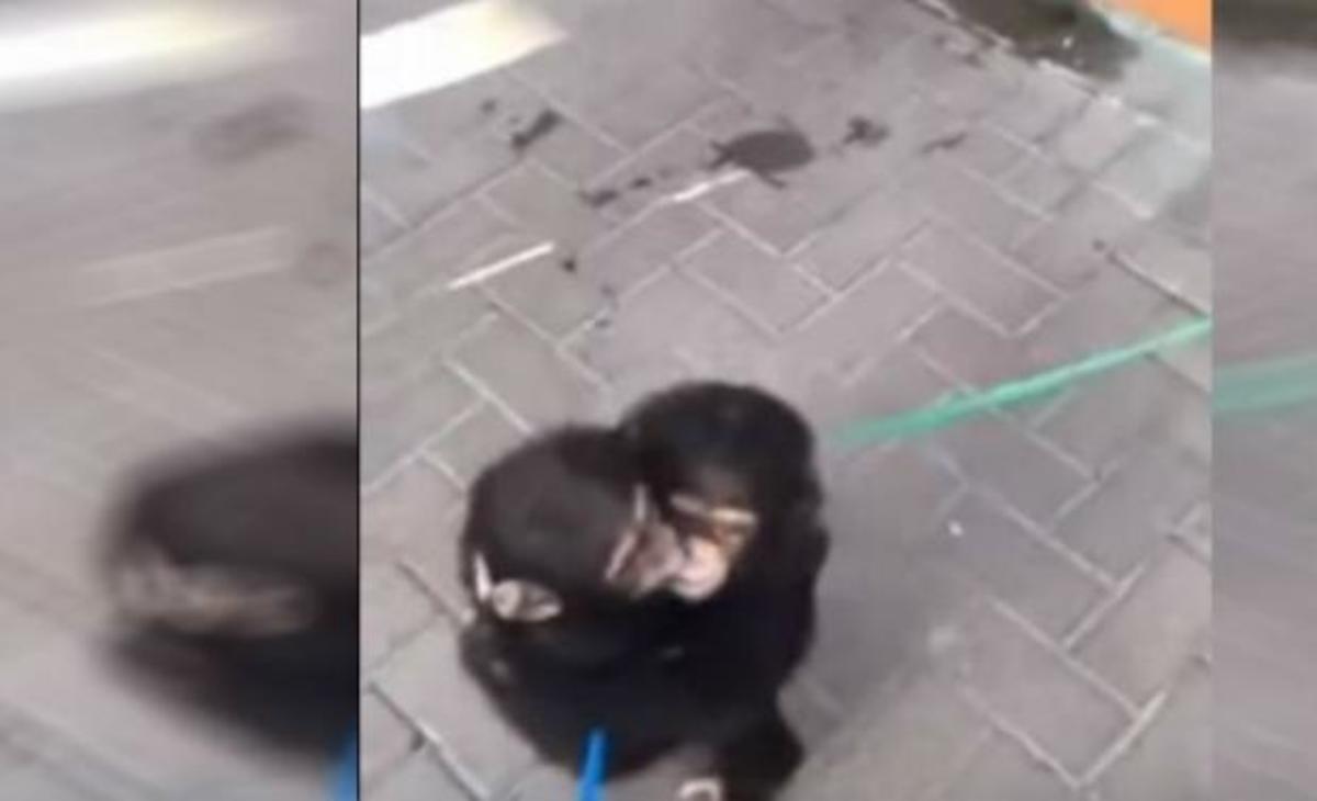 Δύο μαϊμουδίτσες συναντιούνται ξανά μετά από αρκετούς μήνες – Αυτό που έκαναν είναι απλά συγκινητικό!