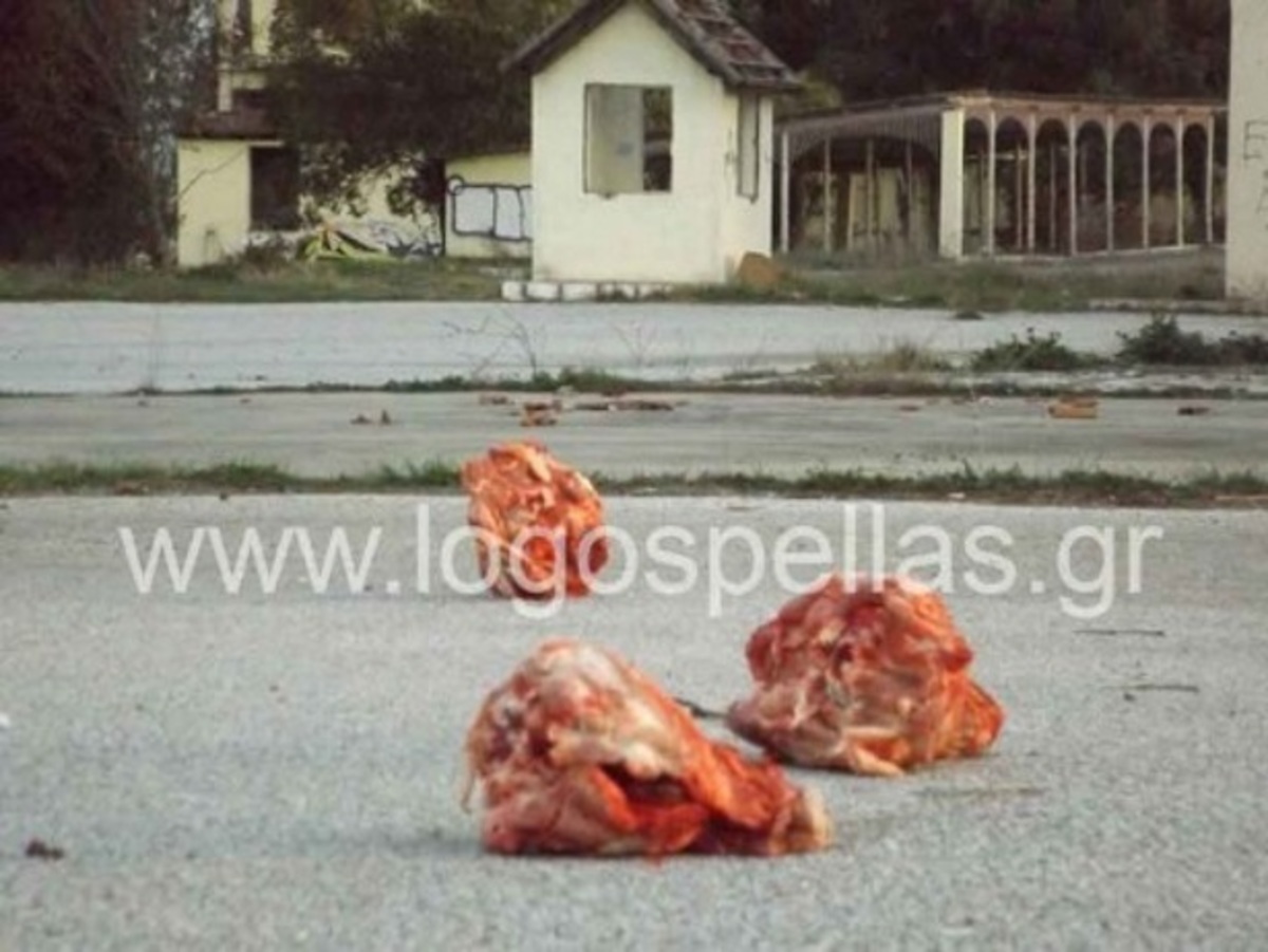 Εικόνες ντροπής ξανά στην Πέλλα – Πέταξαν γουρουνοκεφαλές σε χώρο που προοριζόταν για πρόσφυγες