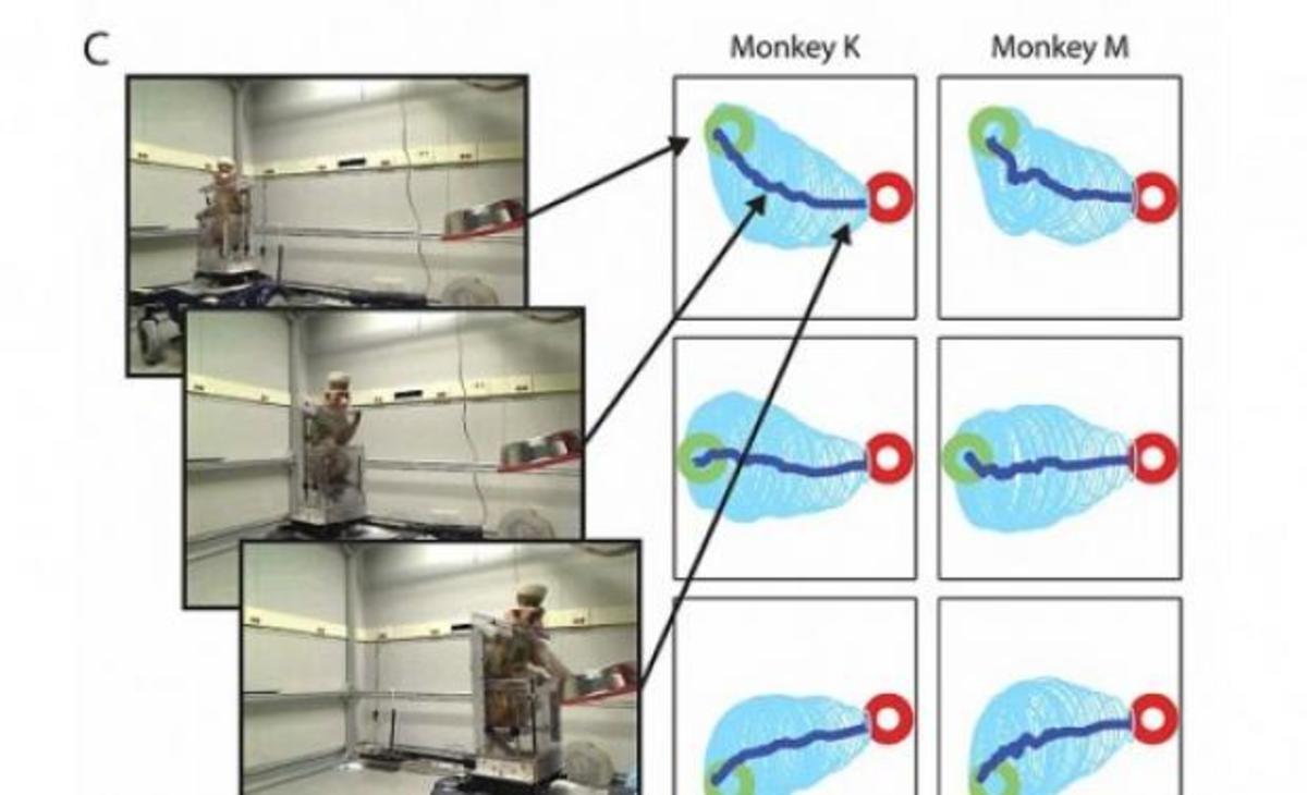 Μαϊμού οδηγεί ρομποτικό αναπηρικό καροτσάκι μόνο με τη σκέψη!