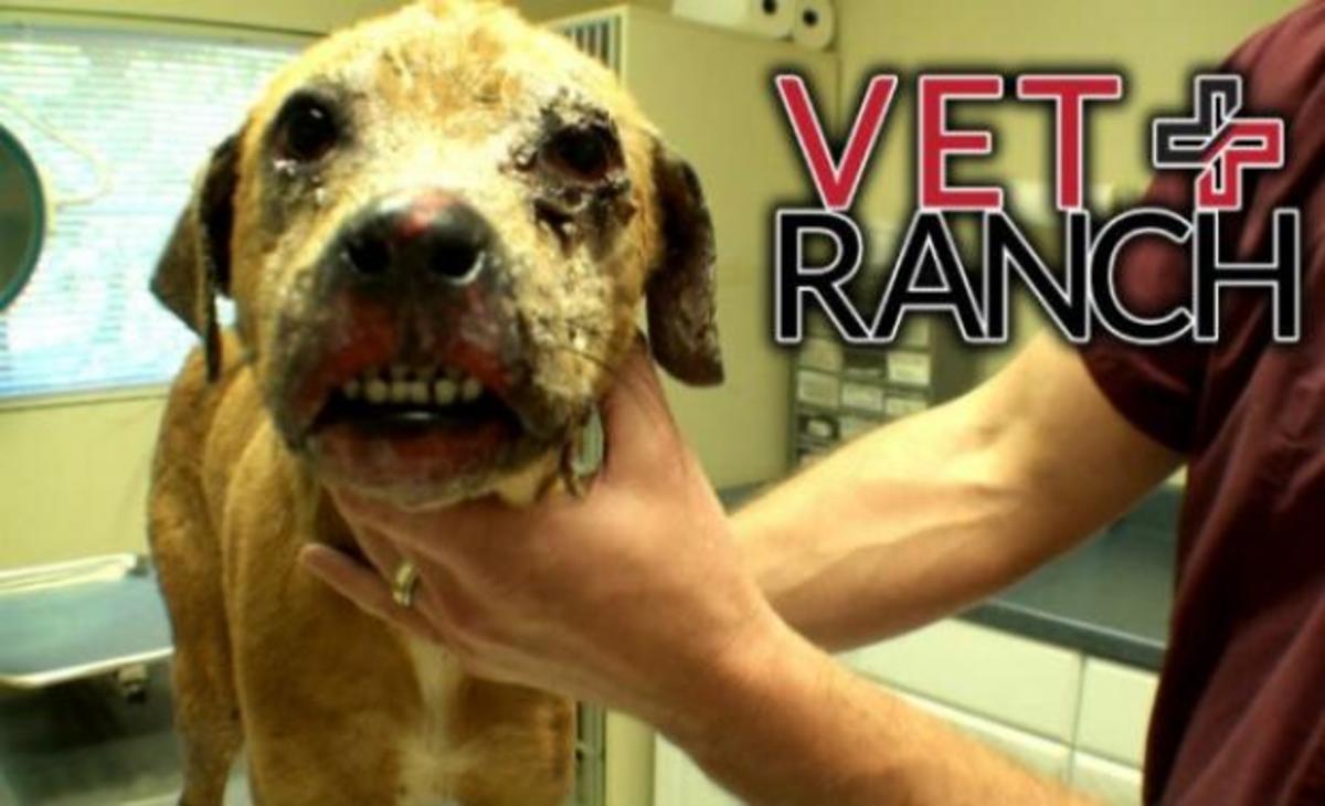 Αυτό το σκυλάκι είχε καεί σε όλο του σώμα – Δείτε πως είναι σήμερα!