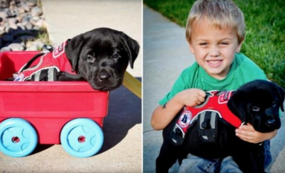 Η απίστευτη ιστορία του σκύλου που έσωσε τη ζωή του 7χρονου Luke