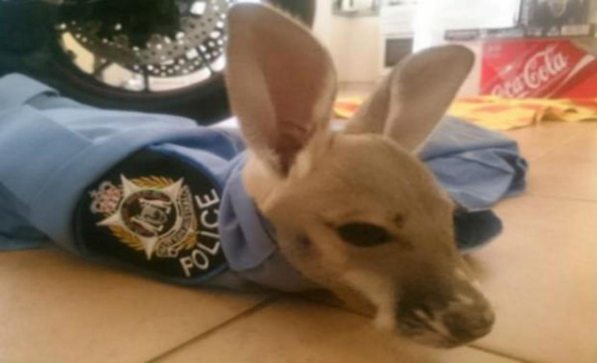 Ορφανό καγκουρό νομίζει ότι η μαμά του είναι ένας… αστυνομικός (ΒΙΝΤΕΟ)