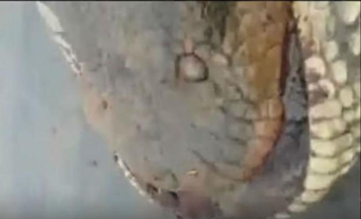 Τεράστιο ανακόντα 400 κιλών ανακαλύφθηκε στη Βραζιλία (ΒΙΝΤΕΟ)