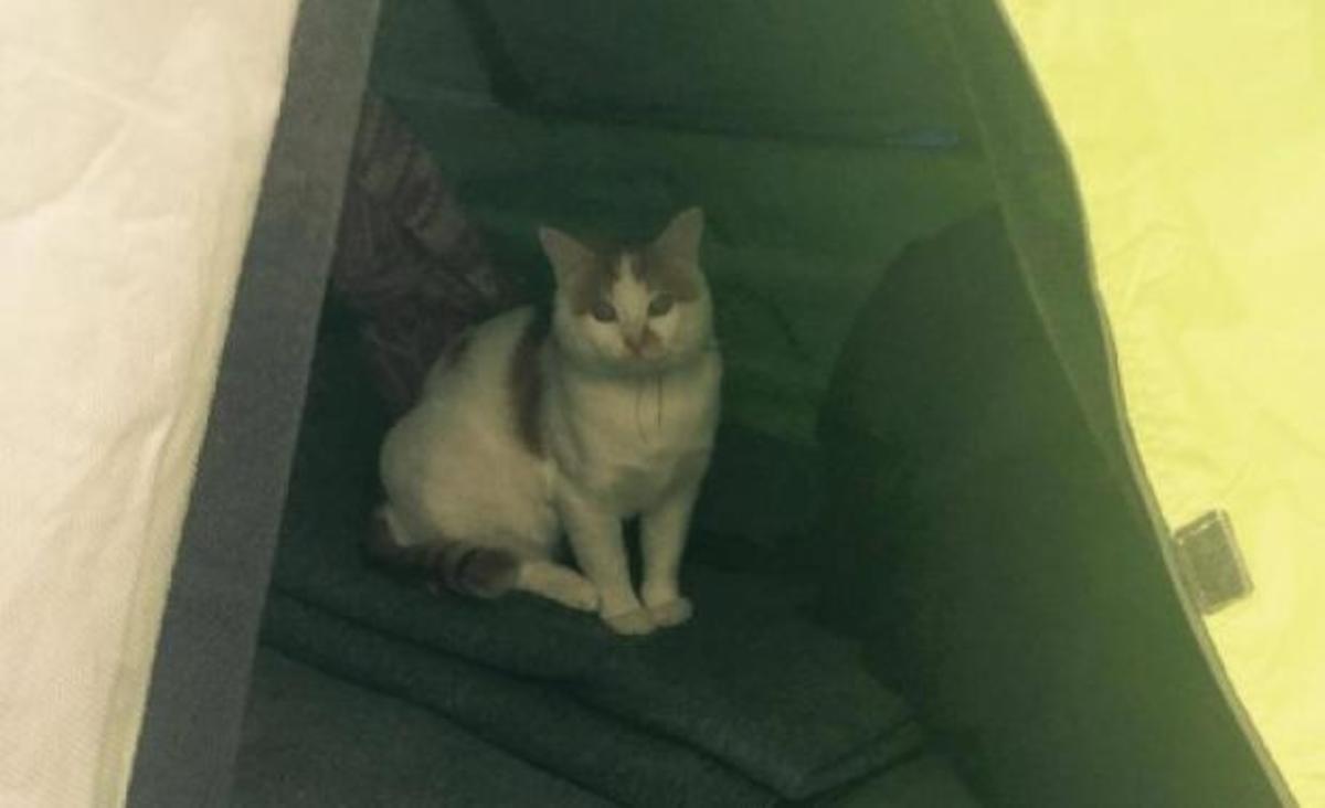 Αυτός είναι ο γάτος – πρόσφυγας της Ειδομένης που όλη μέρα μένει στη σκηνή γιατί… φοβάται