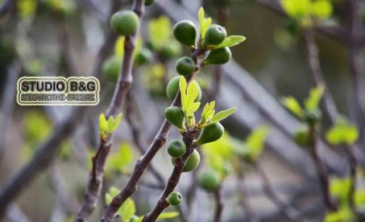 Ναύπλιο: Βγήκαν τα σύκα Μάρτη μήνα! ΦΩΤΟ