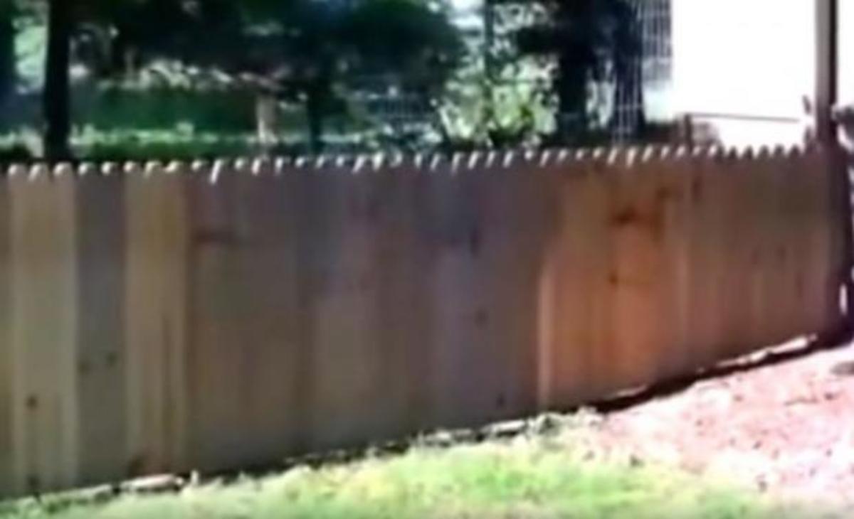 Έφτιαξε αυτόν τον φράχτη για τον σκύλο του. Αλλά κάτι έκανε λάθος… (βίντεο)