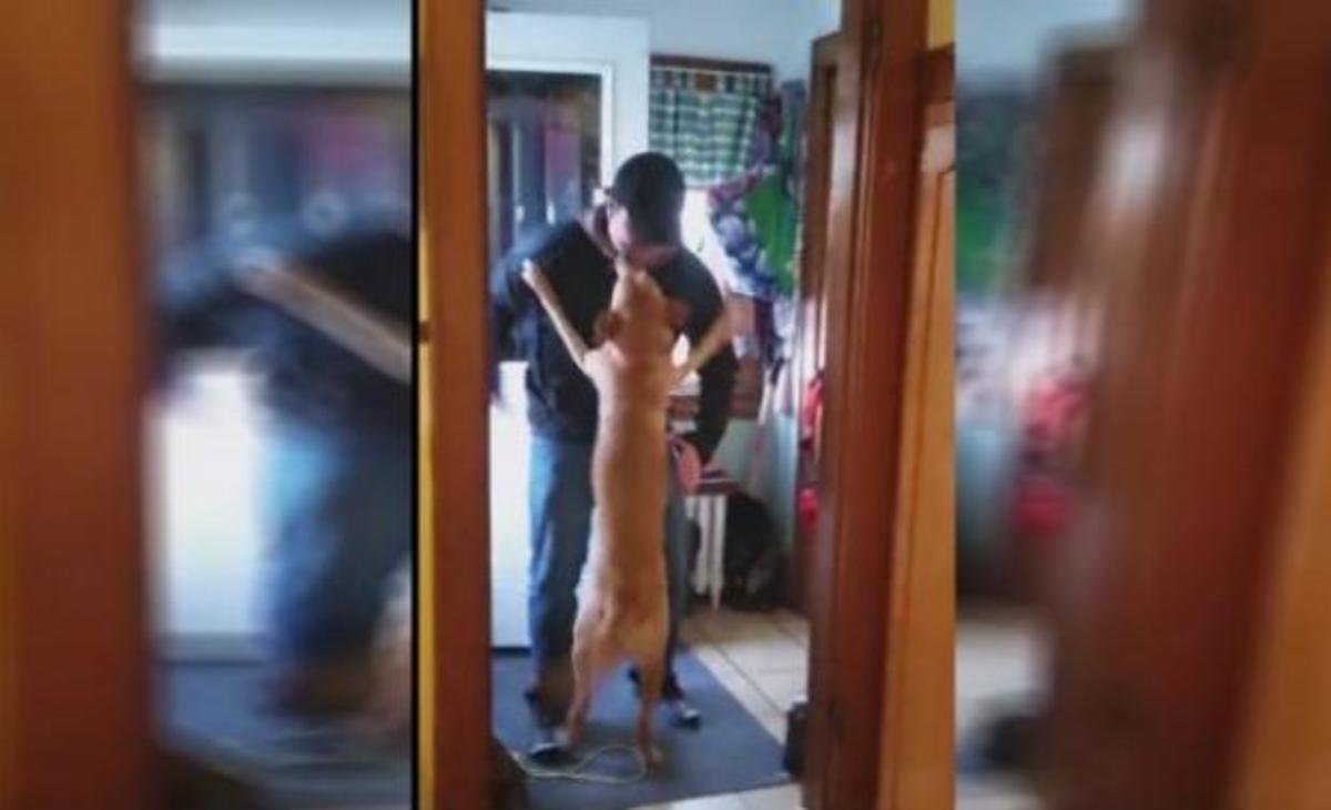 Έλειπε για 2 μήνες – Όταν επέστρεψε σπίτι, ο σκύλος του δεν μπορούσε να συγκρατήσει τον ενθουσιασμό του!