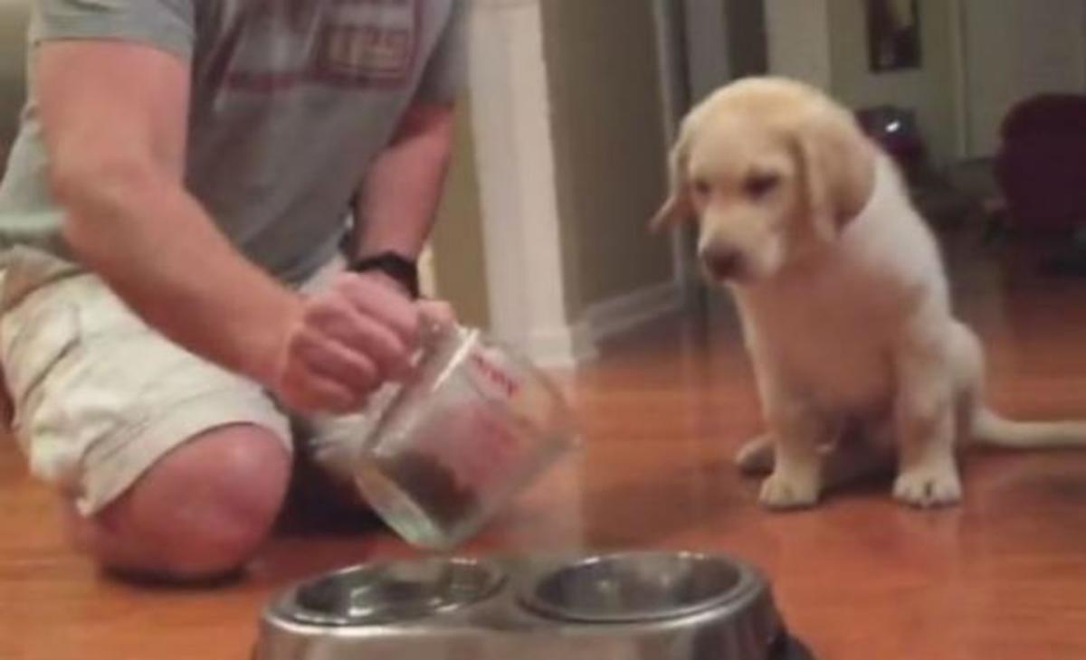 Κουταβάκι στέκεται μπροστά από το μπολ του – Αυτό που κάνει πριν φάει θα σας ραγίσει την καρδιά!