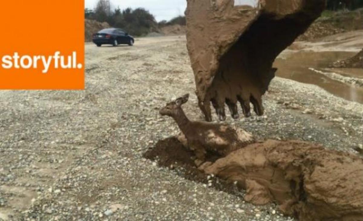 Συγκλονιστικό βίντεο: Ελαφάκι είχε εγκλωβιστεί μέσα στη λάσπη – Δείτε τον τρόπο που διασώθηκε!