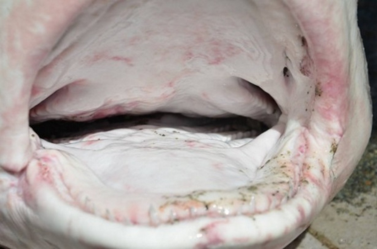 Τα σαγόνια του καρχαρία που κάνουν θραύση στο facebook