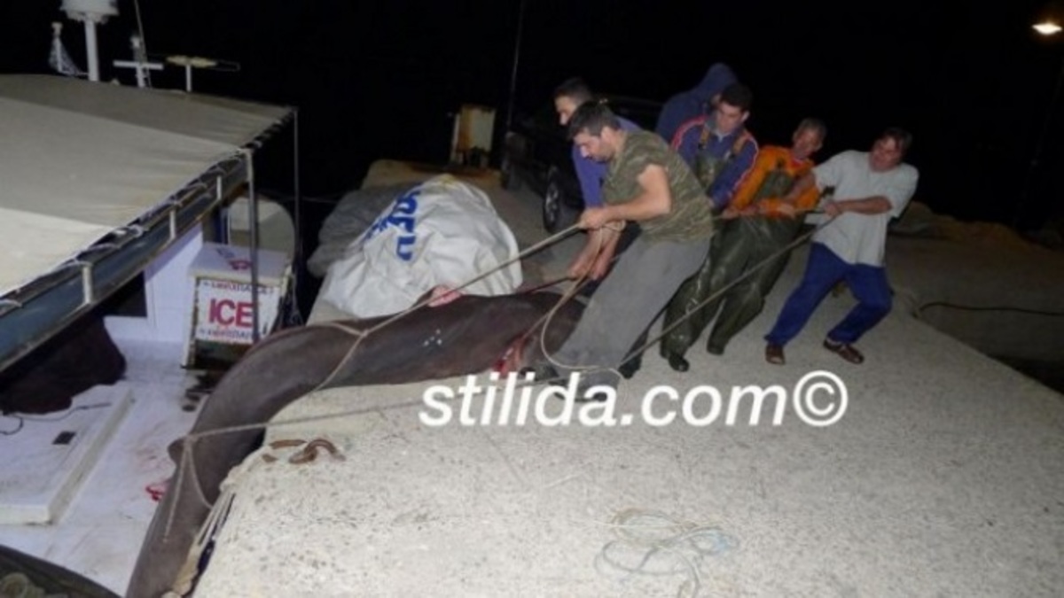 Ένας καρχαρίας ασήκωτος που κάνει θραύση στο facebook!