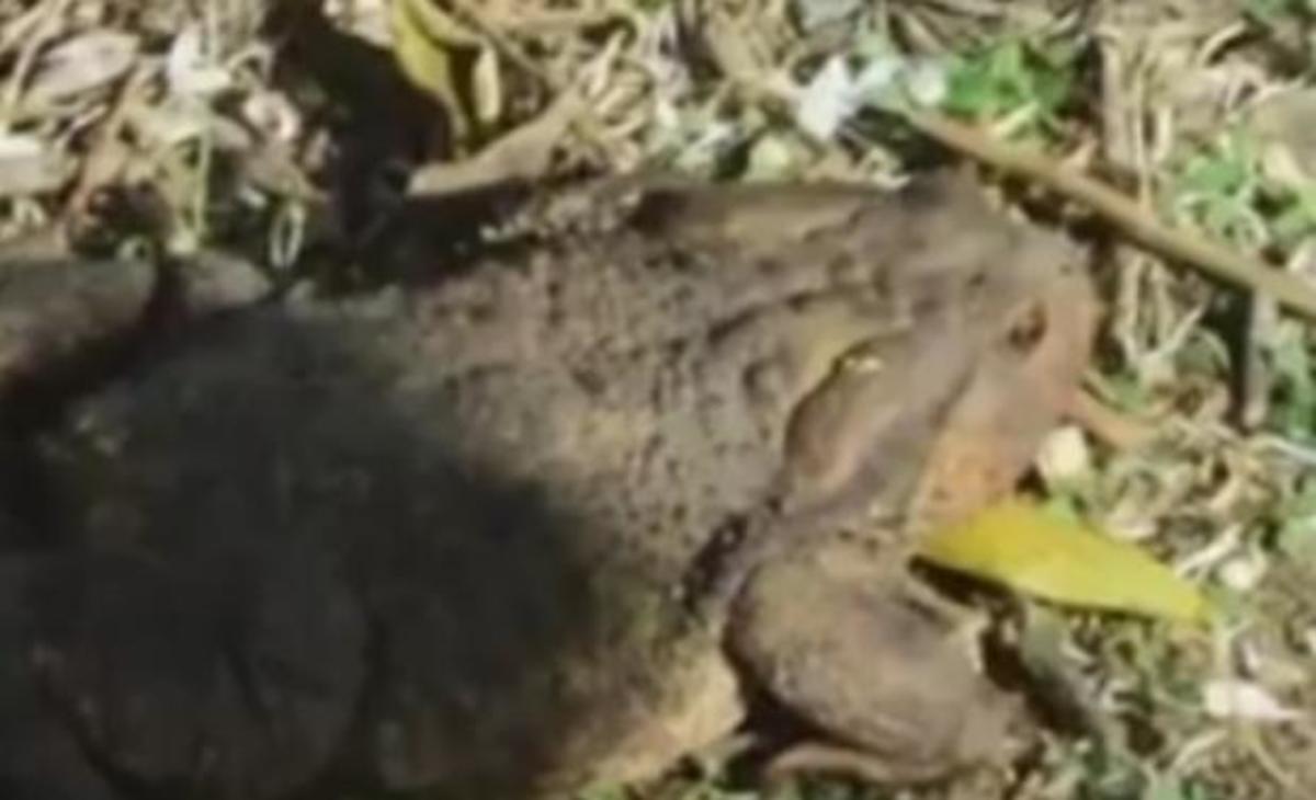 Ναύπλιο: Ανέβασε στο facebook αυτό το βίντεο και έγινε θέμα συζήτησης