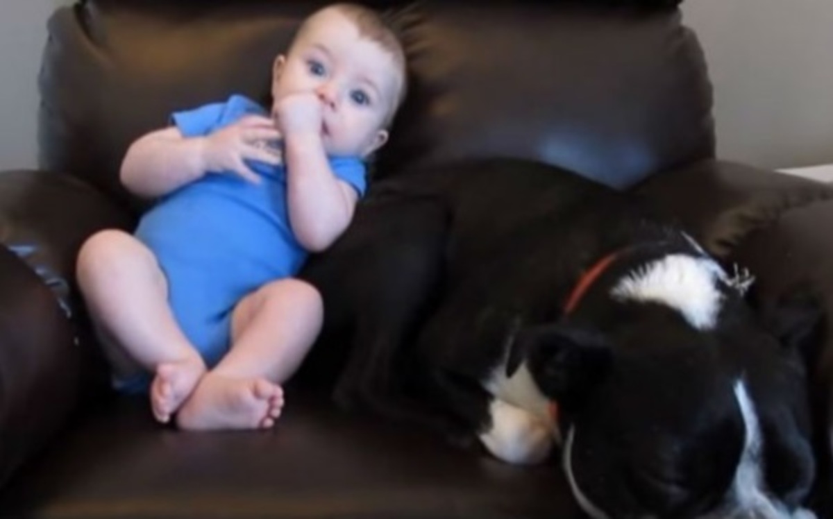 H αντίδραση του σκύλου όταν ο μπόμπιρας τα έκανε πάνω του!