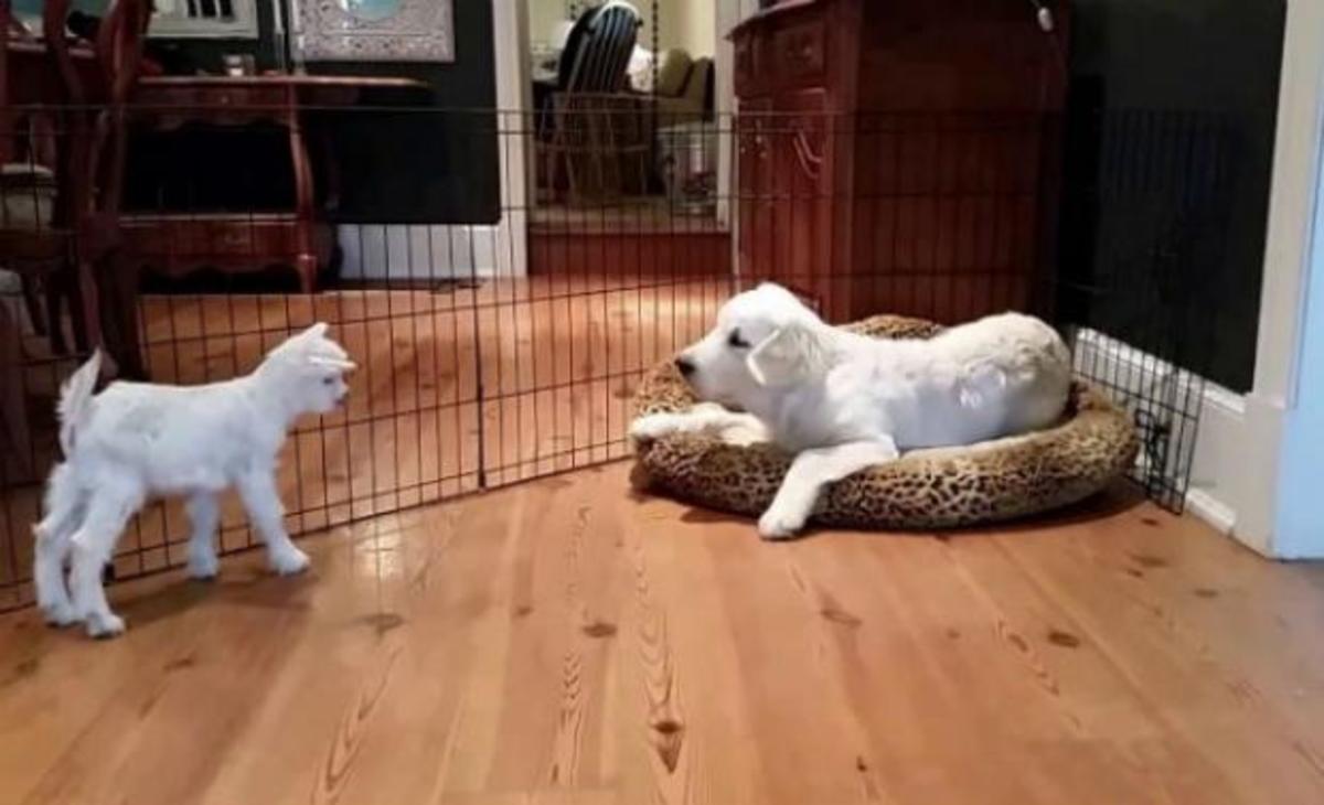 Το βίντεο που θα σας φτιάξει τη διάθεση – Ένα κατσικάκι συναντά ένα σκυλάκι!