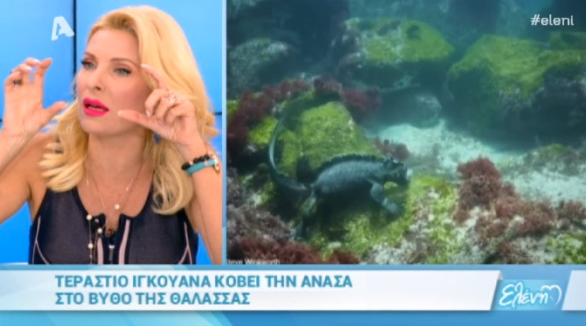 Ελένη Μενεγάκη: Την «απείλησε» θαλάσσια χελώνα σε εξωτικό προορισμό!