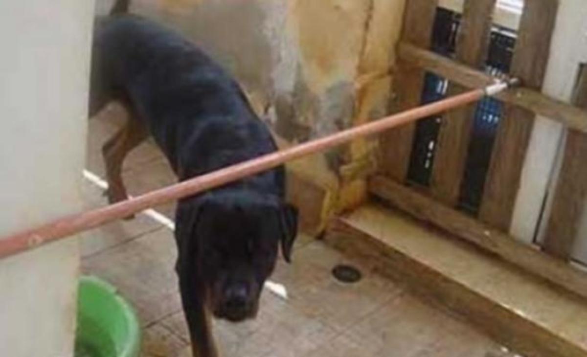 Κοζάνη: Τα δάκρυα του ιδιοκτήτη των ροτβάιλερ που σκότωσαν το 5χρονο αγοράκι