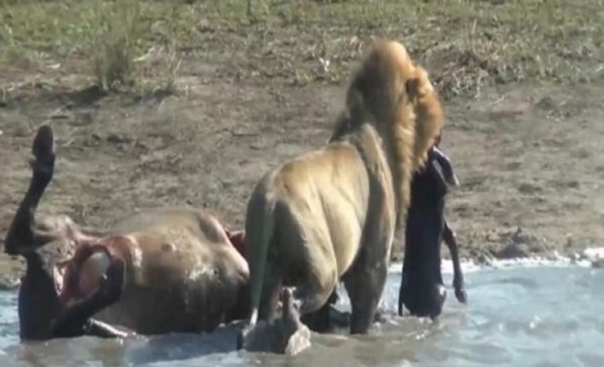 Λιοντάρι αρπάζει το αγέννητο μωρό βουβαλιού και το τρώει! (ΒΙΝΤΕΟ)