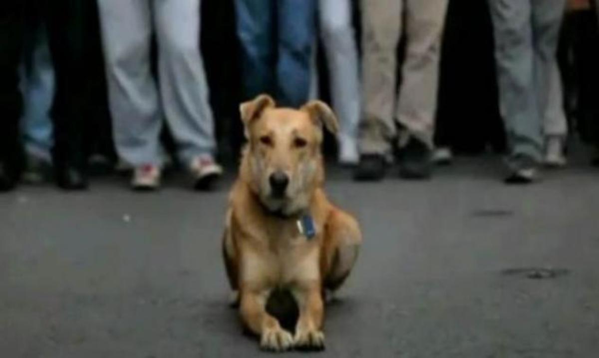 Ο σκύλος των ελληνικών διαδηλώσεων έγινε το πιο δημοφιλές βίντεο στο BBC