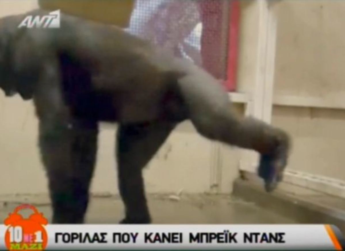 Ο γορίλας που κάνει μπρέικ ντανς