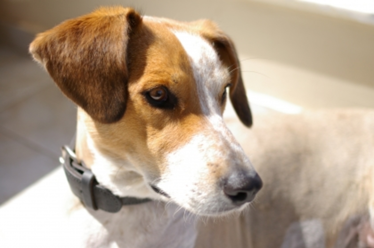 Το πιο άσχημο σκυλί του κόσμου έγινε… τηλεαστέρας