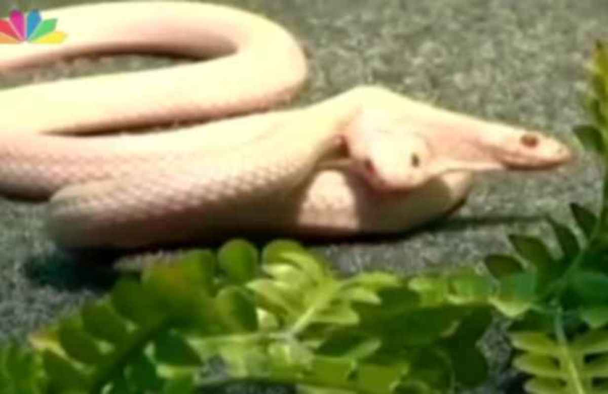 Φίδι με δύο κεφάλια